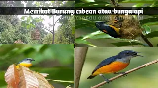 Download Memikat burung cabe cabean atau burung bunga api di hutan MP3