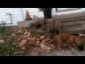 AKC English Mastiff Puppies Ready for Christmas