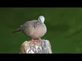 Top 5 Birds in Hawaii