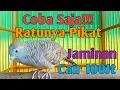 Download Lagu Perkutut lokal betina kerot bekur