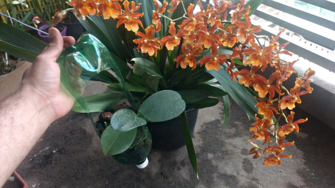 COMO PLANTAR ORQUÍDEA NA GARRAFA PET