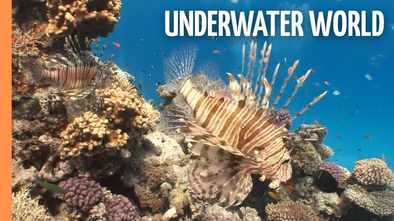 The Fascinating Underwater World and the Legacy of Jacques Cousteau | Full Documentary