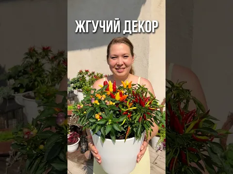 Жгучий декор: эти перцы сделают ваш сад стильным и острым