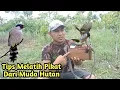 Download Lagu Tips melatih PIKAT KUTILANG dari Muda Hutan bagian 2