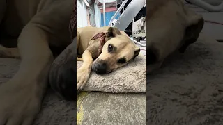 Stella.. #fyp #dream #pets #vlog