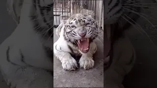 Call Me When You Want Call Me When You Need Shorts Animal Tiktok 