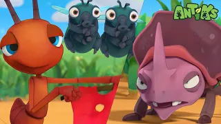 Toureiro de besouro 🐂🎯 🐜 MARATONA DE ANTIKS BRASIL! 🐜 Desenhos Animados Infantis em Português