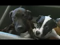 Animal Humane Society Has 130 Dogs For Adoption