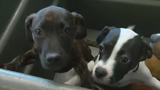 Animal Humane Society Has 130 Dogs For Adoption