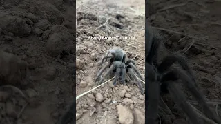 California Ebony Brown tarantula and a red Blainesville’s Horned Lizard