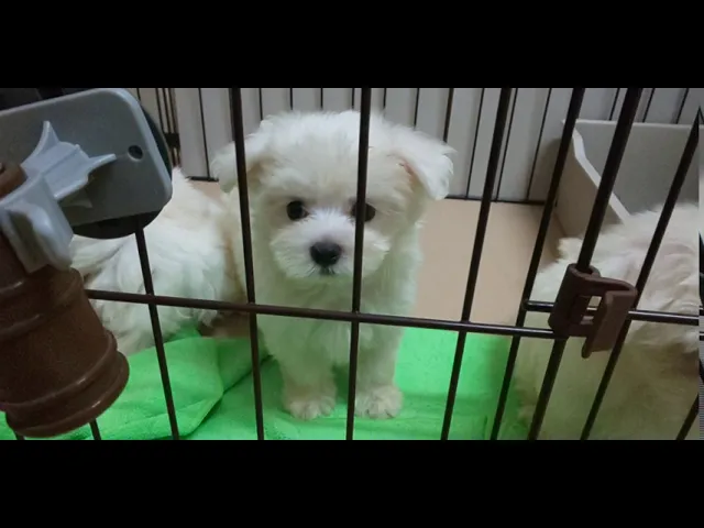 動画