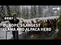 Download Lagu Meet Europe's largest herd of llamas and alpacas | AFP