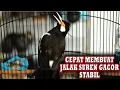 Download Lagu JALAK SUREN SEMAKIN GACOR PUTARKAN INI LANGSUNG KOAR KOAR #jalaksurengacor