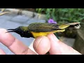 Download Lagu Releasing The Most Beautiful Bird on Earth Into The Wild!