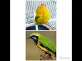 Download Lagu Masteran dan Pancingan suara burung Lovebird dan suara burung cucak cungkok