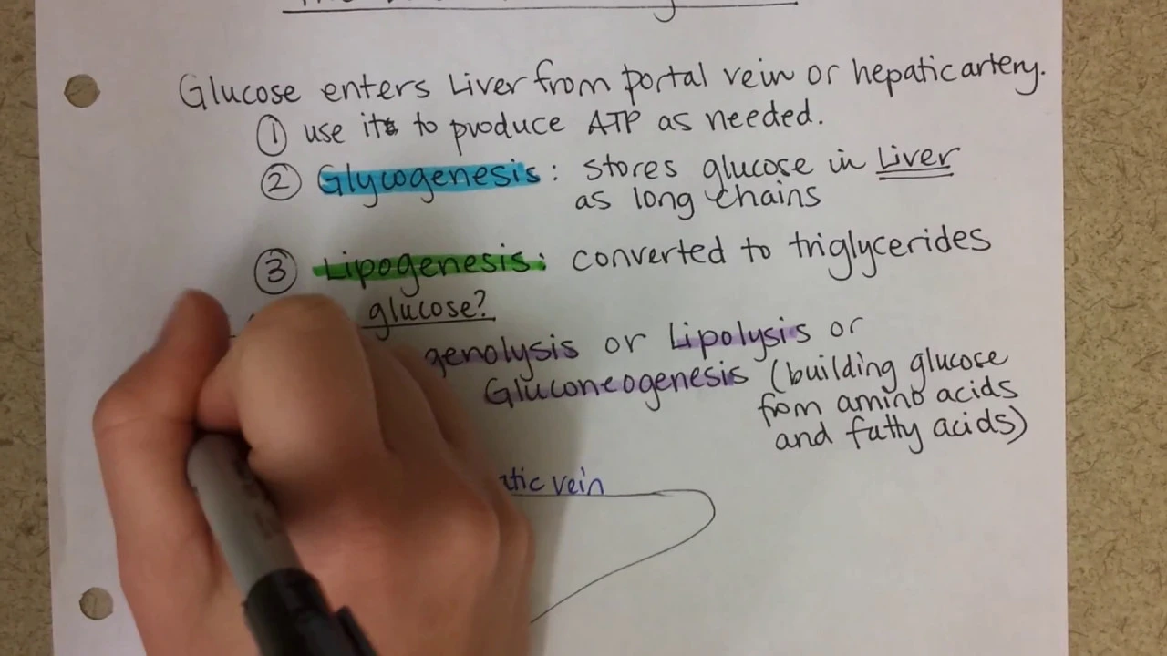 Liver Functions (carb focus), Part 1