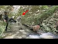 Download Lagu Battle in the Mountains: Breathtaking Operation to Capture Wild Caveman by Hussein