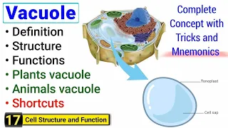 Vacuole structure and function Complete concept Peak Lectures