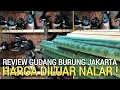 Download Lagu KETEMU LAGI ! GUDANG BURUNG KELAS KAKAP HARGA MURAH KACER KENARI MURAI BATU DI JAKARTA TIMUR 