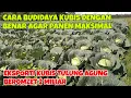 Download Lagu CARA BUDIDAYA KUBIS DENGAN BENAR AGAR PANEN MAKSIMAL ||EKSPORTI KUBIS TULUNG AGUNG BEROMZET 2 MILIAR
