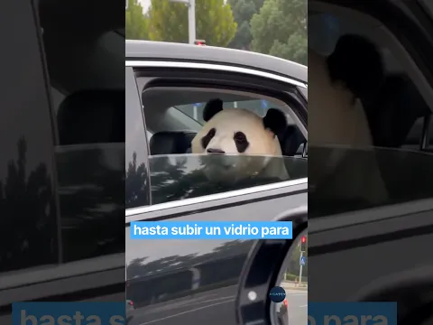 Este Panda NO TIENE… #viral #shorts #parati #fyp #video #videoviral #curiosidades