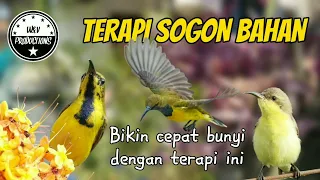 Download Ampuh !! Terapi SOGON bahan bikin cepat bunyi dengan terapi ini #terapisogon #terapisogonagarbunyi MP3