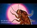 Download Lagu Why Cockroaches Are So Hard To Kill
