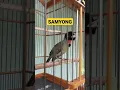 Download Lagu burung kicau SAMYONG gacor dor dorr viral