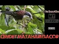 Lagu Tes Mental Cendet Matahari 2022 || Pancingan Cendet Matahari.. #cendet #gacor #kicau #masteran