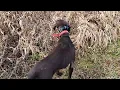 Merri GSP rescue from Texas Upland birddog training