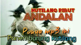 Download Suara Pikat Kutilang Ribut Andalan Dara Family Channel MP3