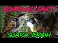 Download Lagu Masteran viral 2025 | cucak jenggot greja tarung bajing kekes \u0026 jinjing petulak