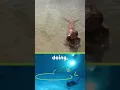 Download Lagu MAKO MERMAIDS BEHIND THE SCENES: Swimming with the tail #mermaids
