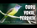 Download Lagu SUARA BURUNG | MASTERAN WAJIB | CUCAK JENGGOT GACOR