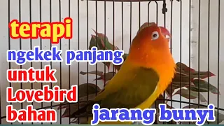 Download Terapi ampuh Lovebird ngekek panjang paling di cari, buat pancingan Lovebird bahan dan macet bunyi MP3