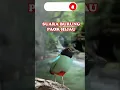 Download Lagu SUARA BURUNG PAOK HIJAU #shortburungkicau #shortvideo #shortviral #subscribe #shortsfeed