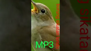 Download suara burung sikatan londo MP3 MP3