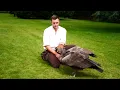 Man Is Best Friends With Giant Bird Of Prey
