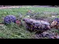 How do Turtles Mate