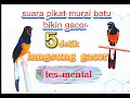 Lagu Suara PIKAT MURAI BATU gacor// memancing lawan menjadi gacor dor dor