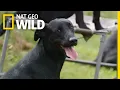 Training British Labrador Retrievers Man Woman Dog