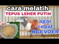 TIPS MERAWAT BURUNG TEPUS LEHER PUTIH AGAR CEPAT MAKAN VOER