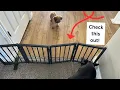 See how it works for my dogs