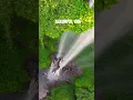 Download Lagu Sekumpul, Bali #waterfall #nature #relaxingwaterfallsounds #sekumpul #bali