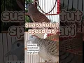 Download Lagu suara perkutut yg akan nambah byk point di Gantangan #platm #perkutut #suaraperkutut #birds #burung