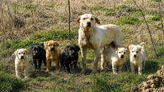 Abandoned mama dog keeps her puppies safe beside a busy road