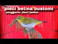 Download Lagu Call Pleci Betina Bustomi Bikin Pleci Jantan Emosi Naik Birahi | Pleci Gacor