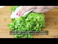How to Keep Cilantro Fresh