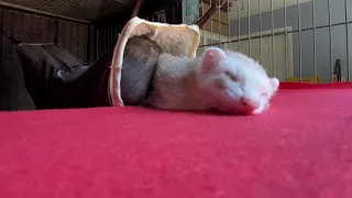 90 Minutes of Sleeping Cuddling Ferrets with the Calm Background Music Cinnamon Sassy