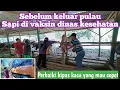 Download Lagu Sapi divaksin sebelum keluar pulau